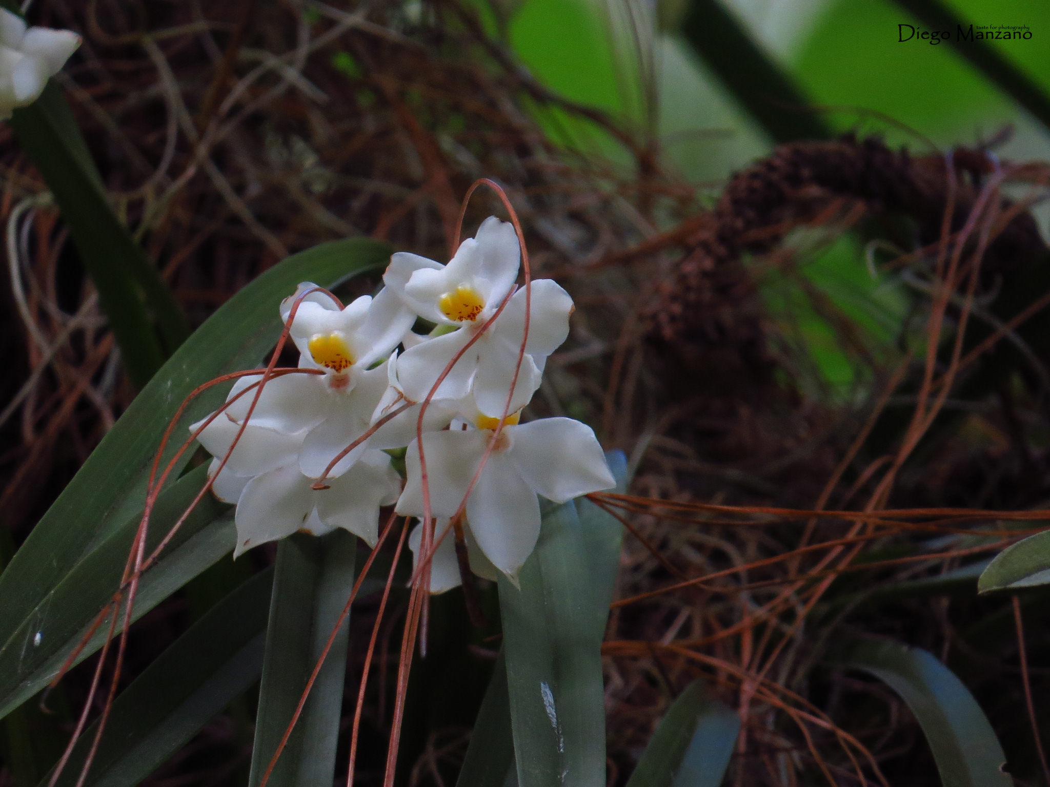 Osmoglossum pulchellum